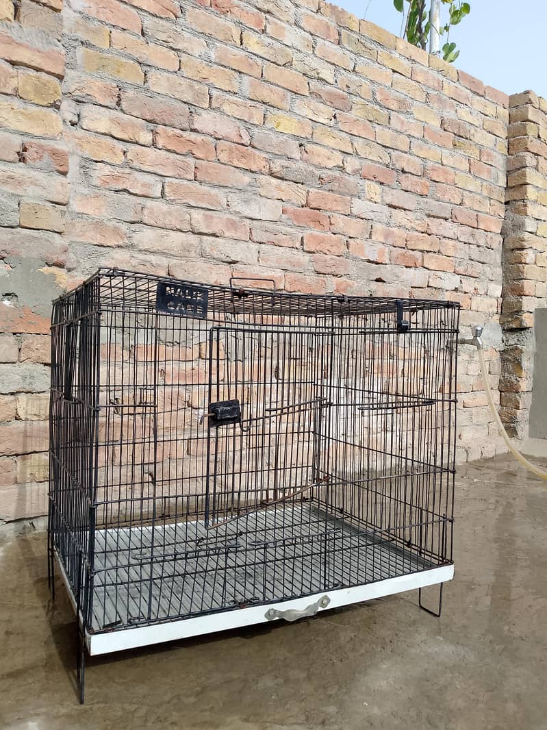 Cage/Pingra 2