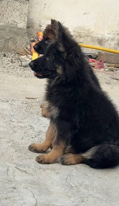 Long coat German puppy Shepherd . 03481292582 WhatsApp