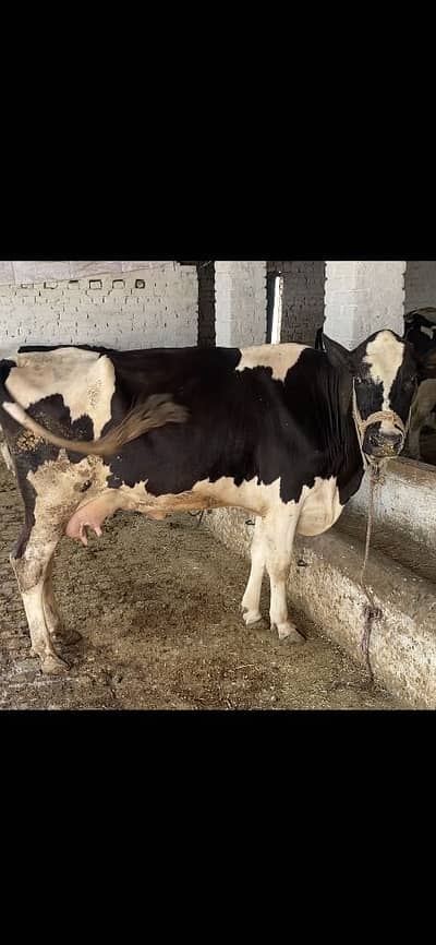 Australian Frisien Cow. 28 Litre milk