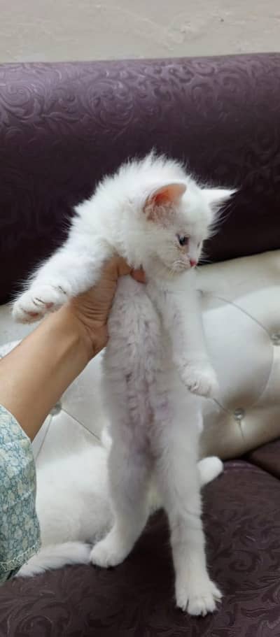 Persian kittens