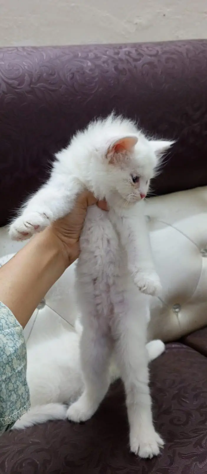 Persian kittens