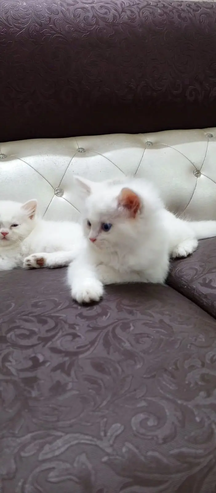 Persian kittens — photo 2