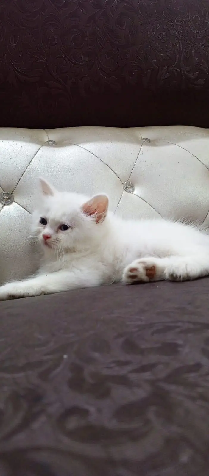 Persian kittens — photo 3