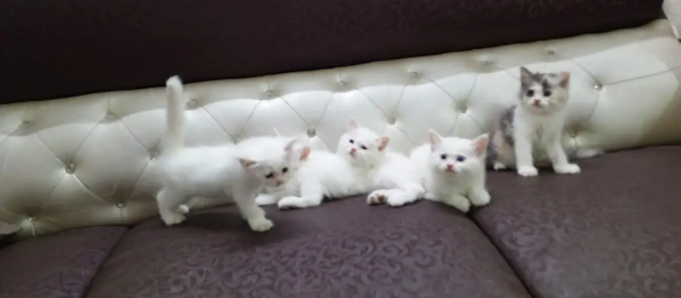 Persian kittens — photo 4