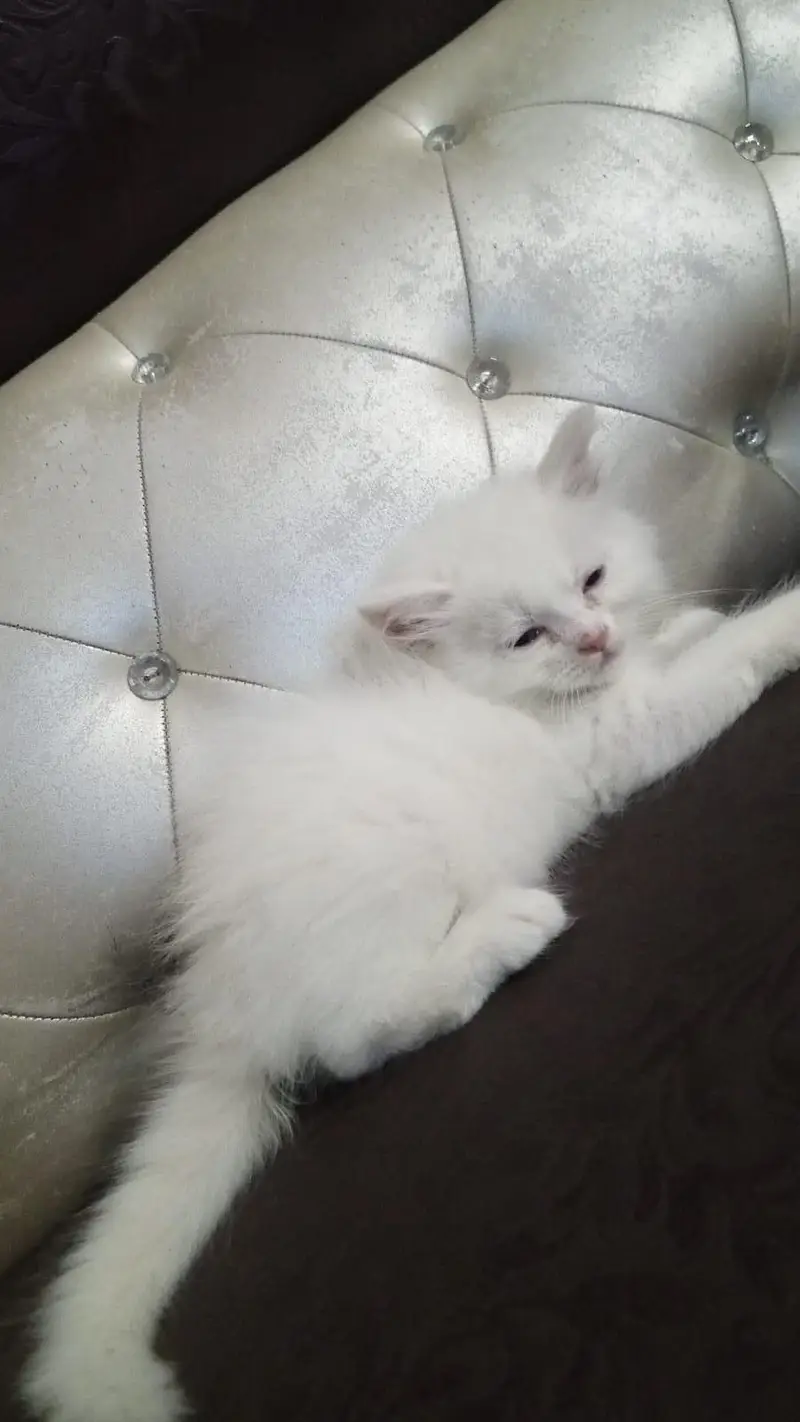Persian kittens — photo 5