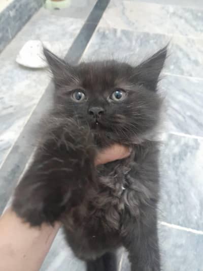 for sale