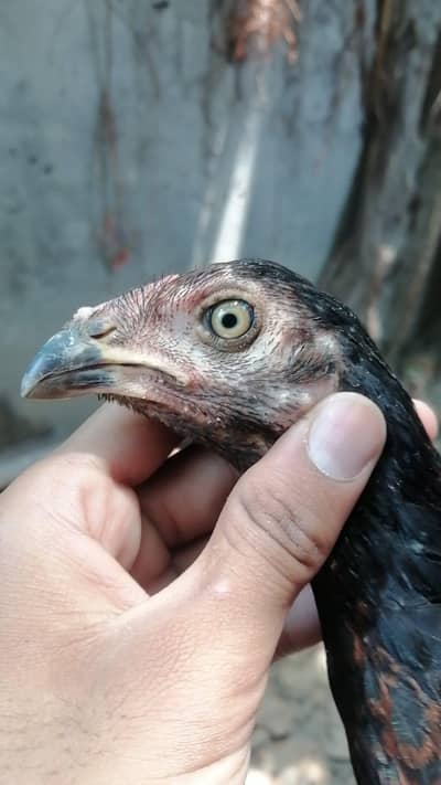 imported birds