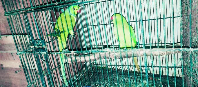 Ringneck king big sized confirm breeder pair