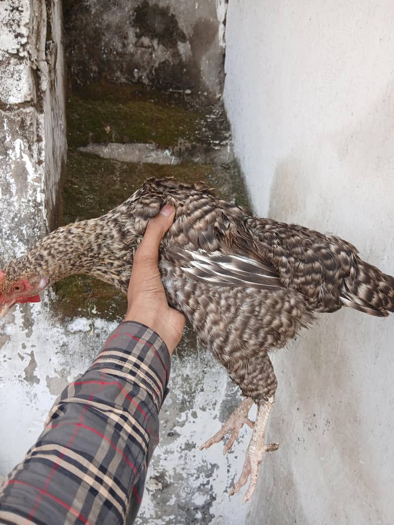 انڈے دینے والی صحت مند دیسی مرغی۔ 3