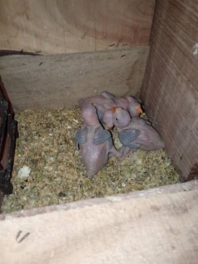 jumbo size ringneck chicks