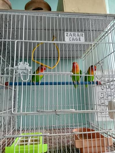 lovebirds Green Fisher
