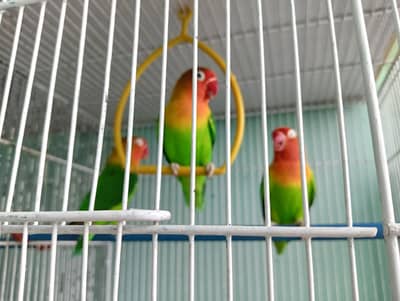 lovebirds Green Fisher