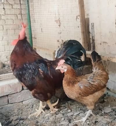 RIR Rooster/Male and female