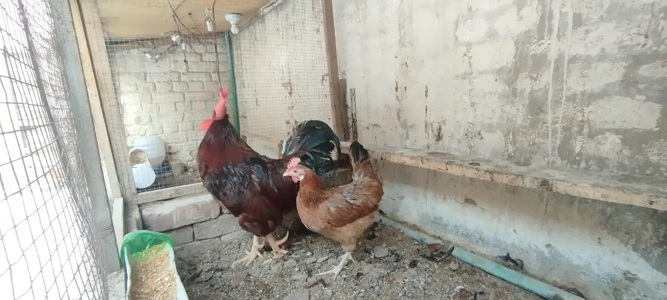 RIR Rooster/Male and female — photo 2