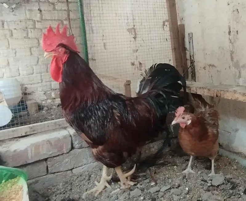 RIR Rooster/Male and female — photo 3