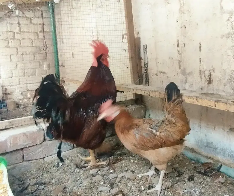 RIR Rooster/Male and female — photo 4