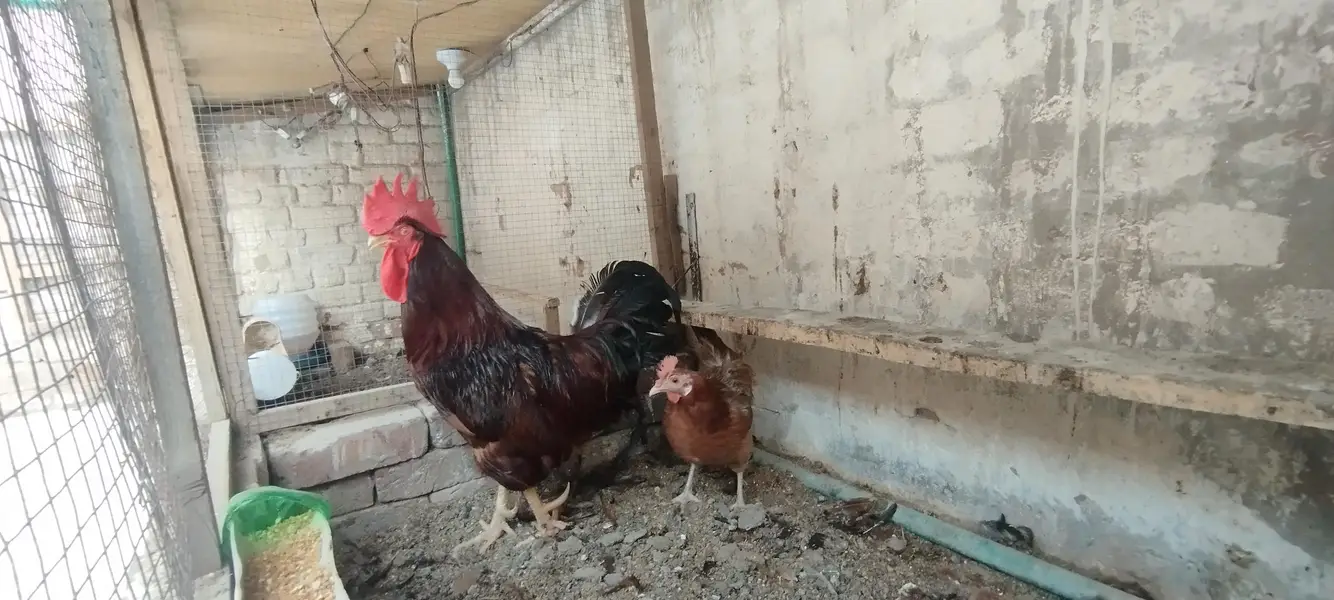RIR Rooster/Male and female — photo 5