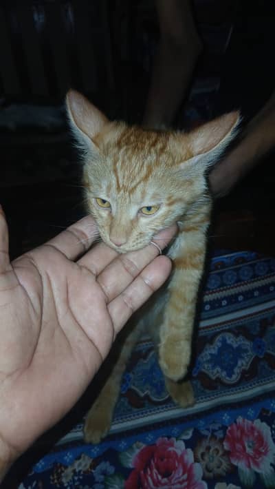 For Sale.