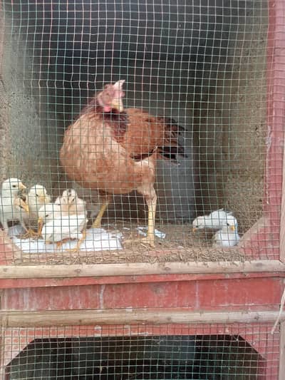 murgi with Bache for sell chicks for sell