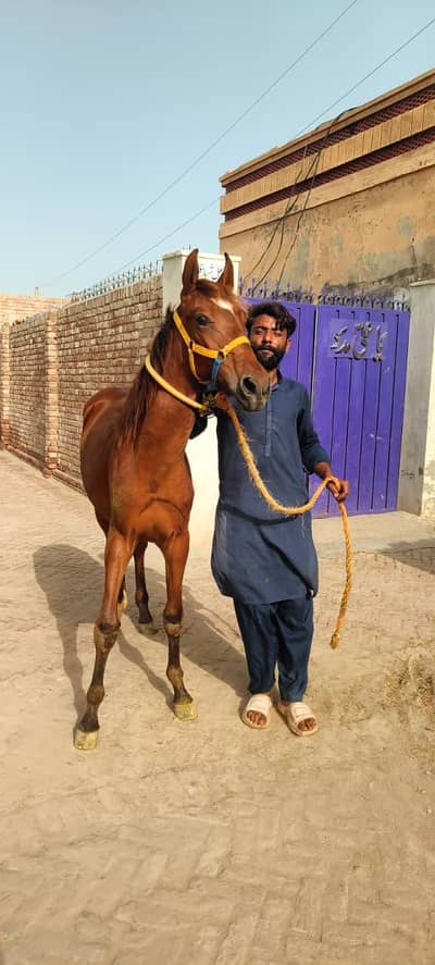 برینڈ وچھیرا فارسیل