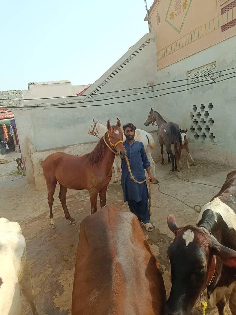 برینڈ وچھیرا فارسیل 2