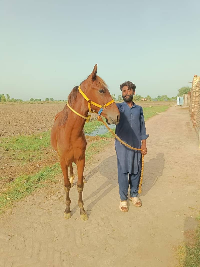 برینڈ وچھیرا فارسیل 4