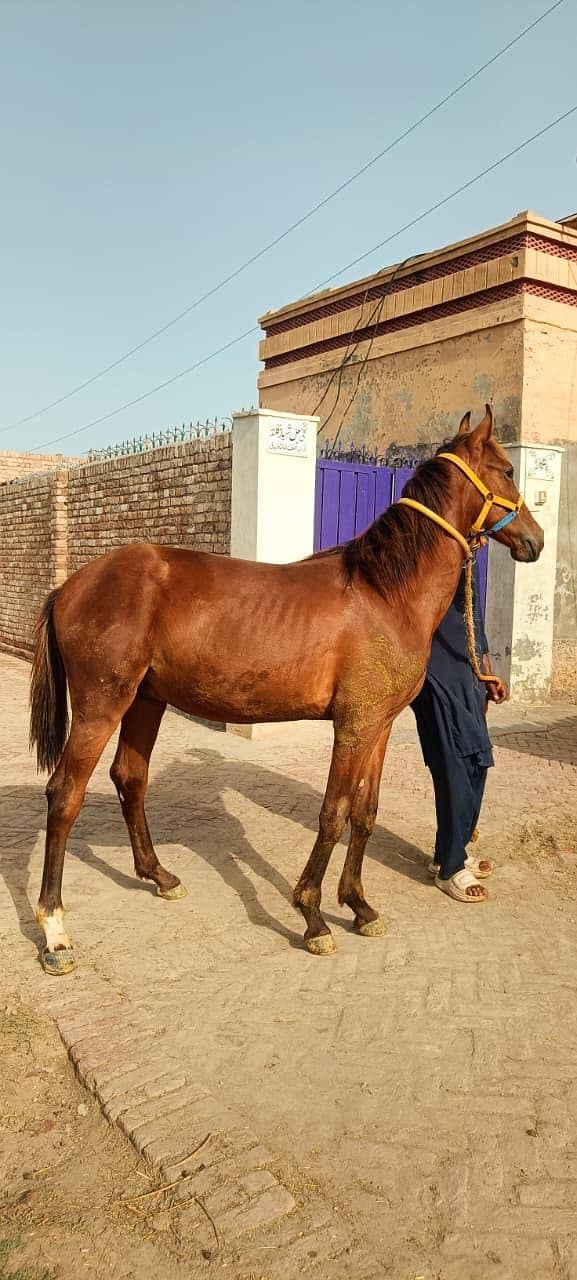 برینڈ وچھیرا فارسیل 5