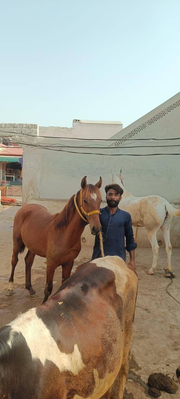 برینڈ وچھیرا فارسیل 6