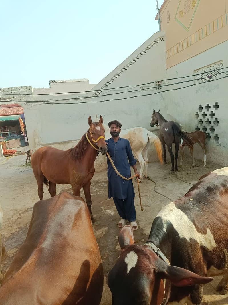 برینڈ وچھیرا فارسیل 7