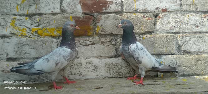 Breeder pairs