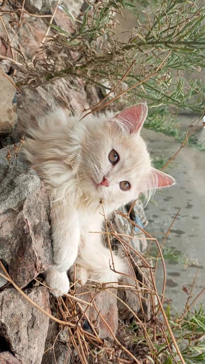 parishan cat for sale