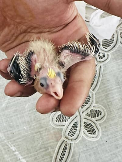 Cocktail chick