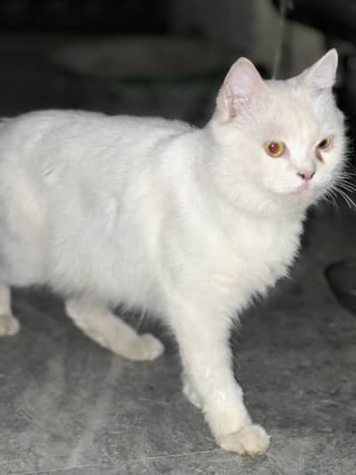Pure White Persian Cat for Sale