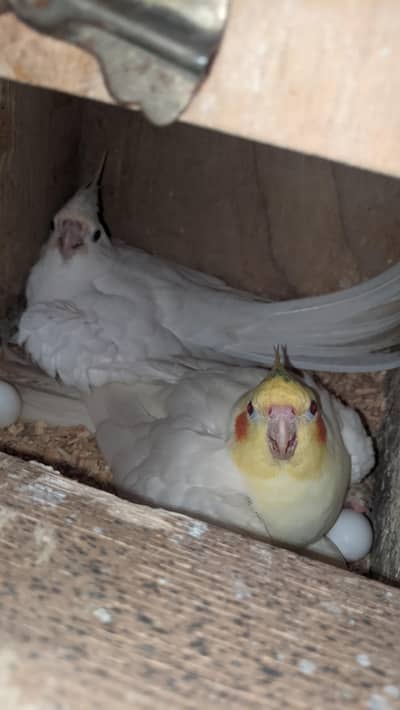 Cockatiel Breeder Pairs