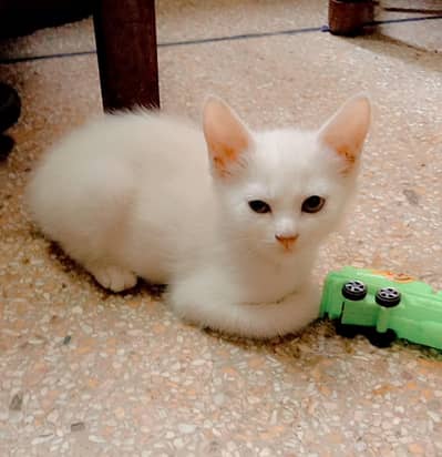 Cute persian kittens for sale
