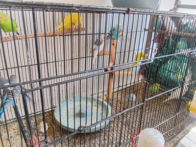 Adult budgie parrot/parakeet pairs