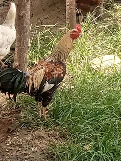 Asel hens