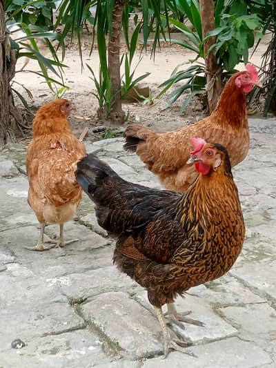 Desi Hens for sale