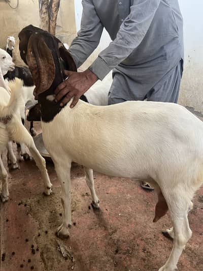 Gabban bakri for sale