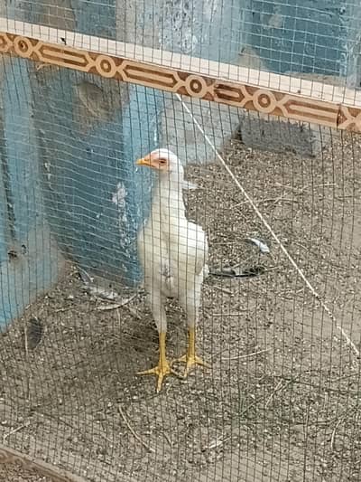 Healthy Aseel Chicken for Sale | Strong Body Structure | Home Raised