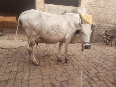 cow pure cholistani 03459752637