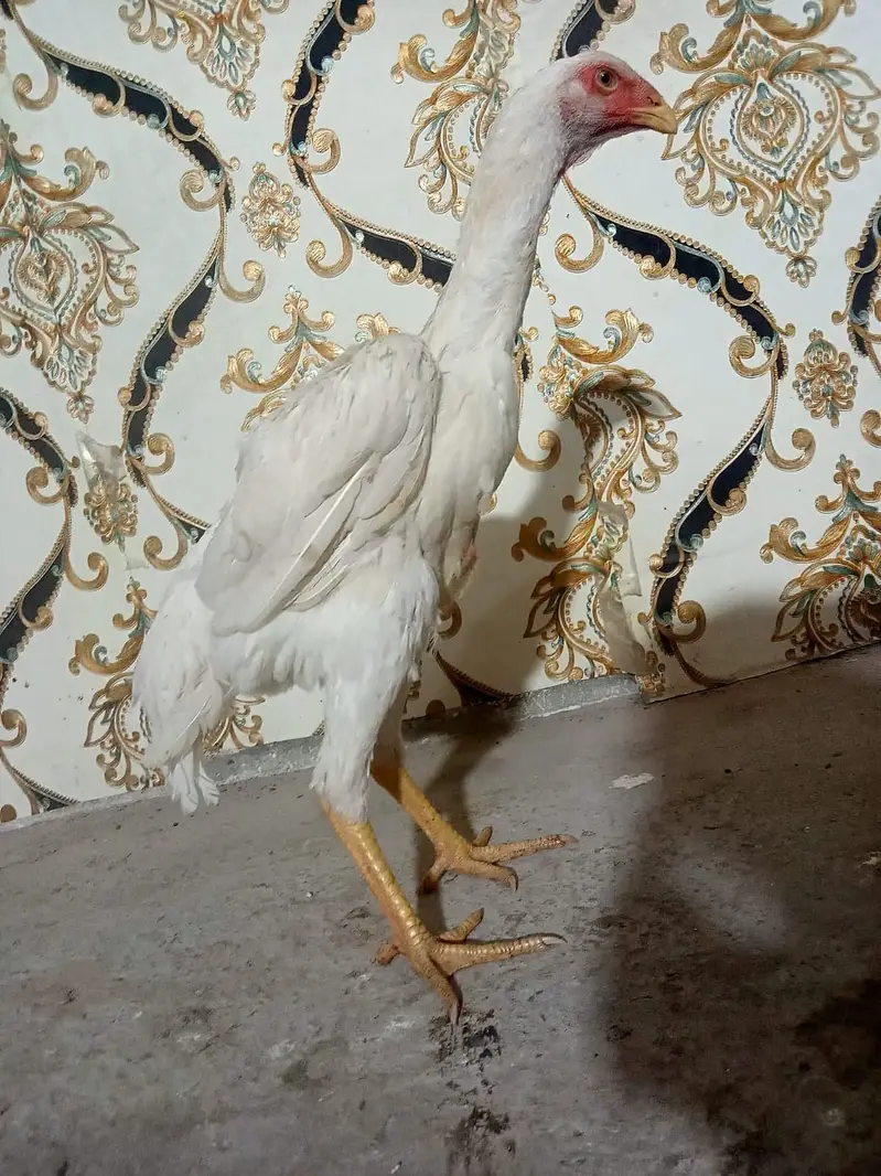 pure aseel shamo_White Shamo Chick|Quality bird|king size/aseel chicks — photo 10