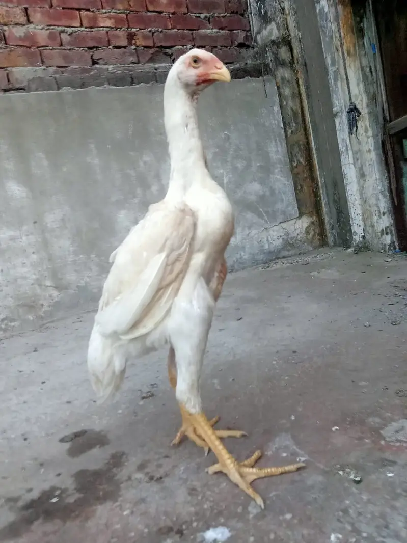 pure aseel shamo_White Shamo Chick|Quality bird|king size/aseel chicks — photo 5