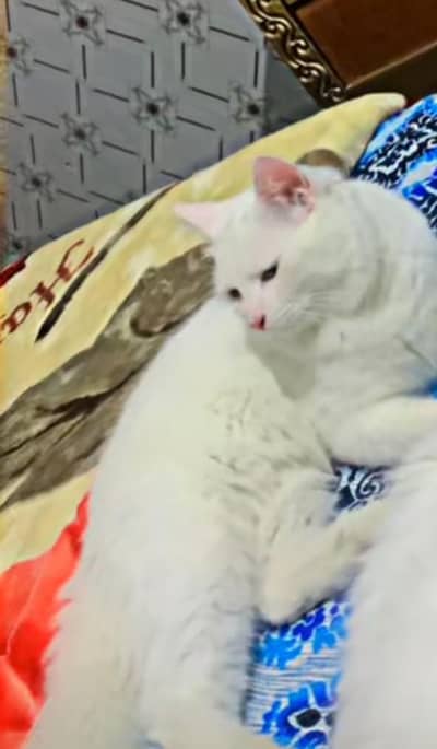 Cat sale