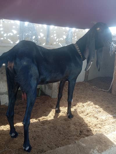 Betal female