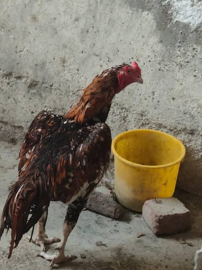 mashallah se bahut majbut hai pure Pakistani 03169750289