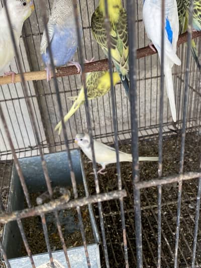 Budgies for sale
