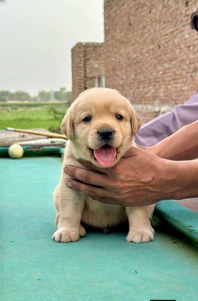 show quality Labrador puppy champion bloodline