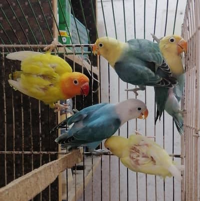 Lovebirds Pathay