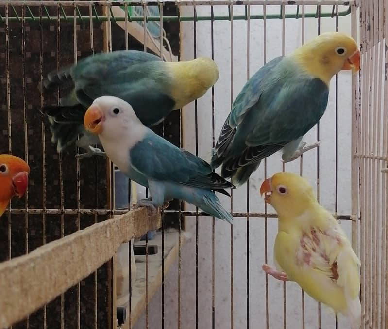 Lovebirds Pathay 1